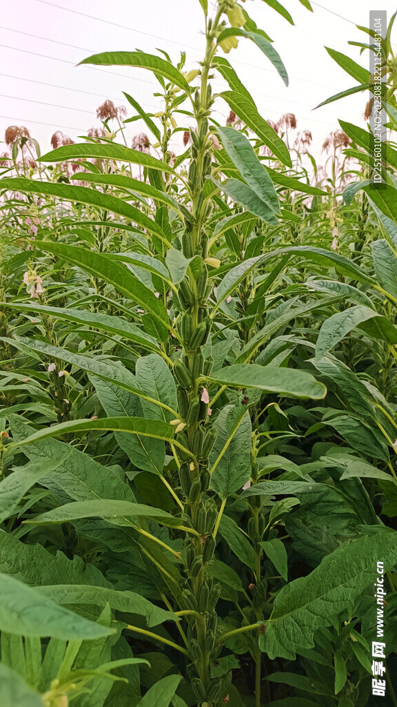 芝麻棵