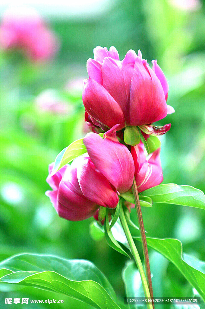 芍药花开