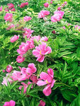 芍药花开