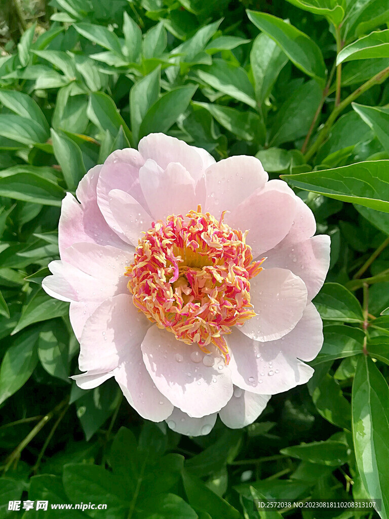 芍药花开