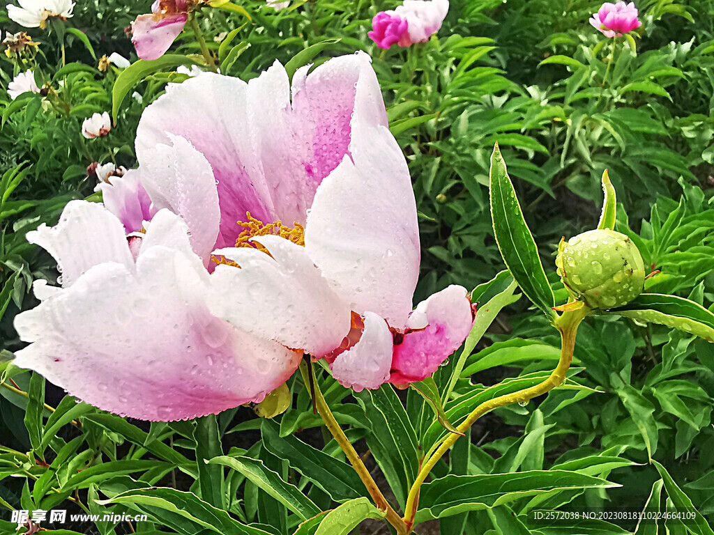 芍药花开