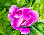芍药花开