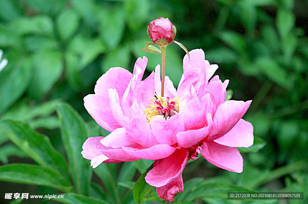 芍药花开