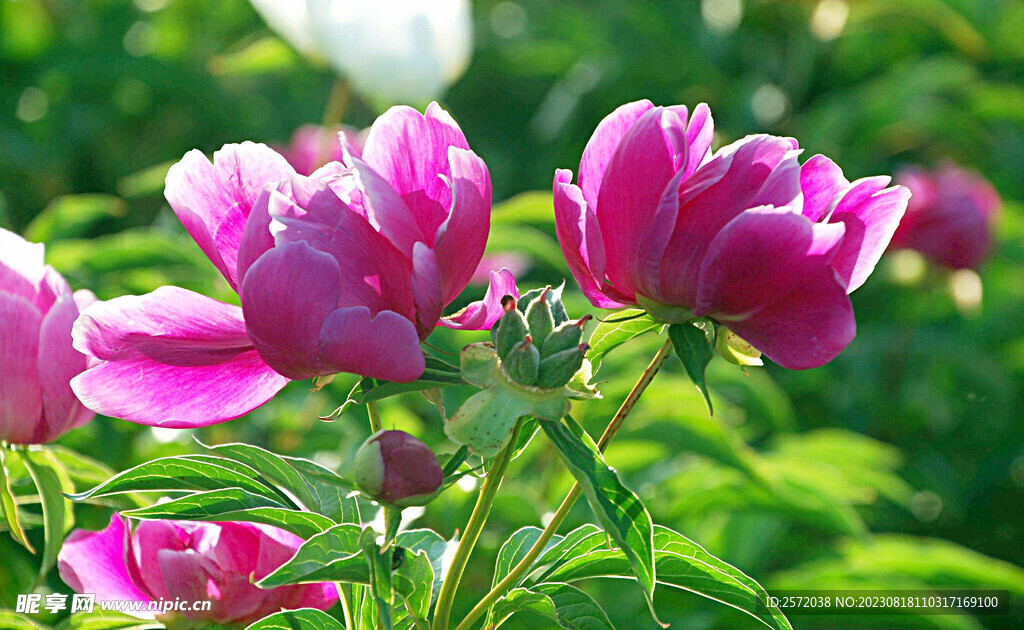 芍药花开