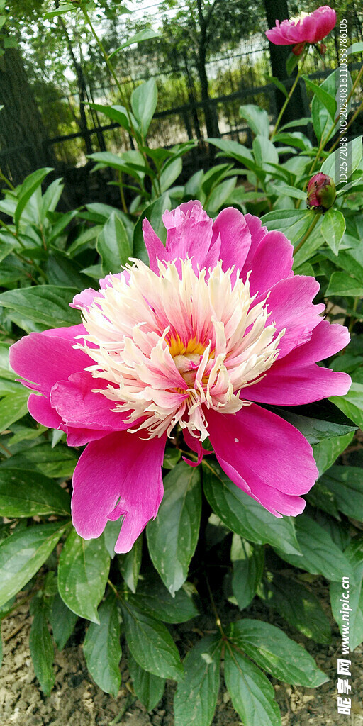 芍药花开