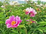 芍药花开