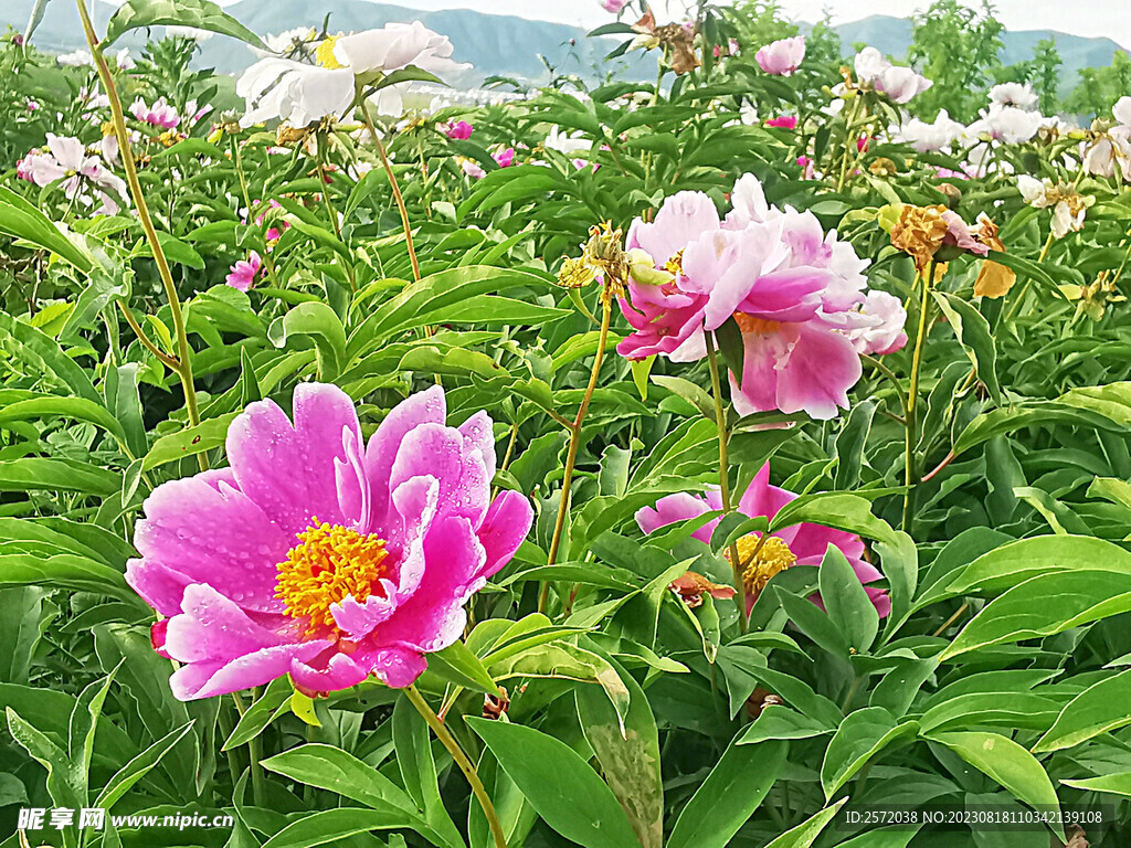 芍药花开