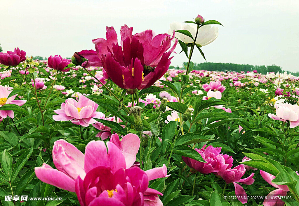 芍药花开