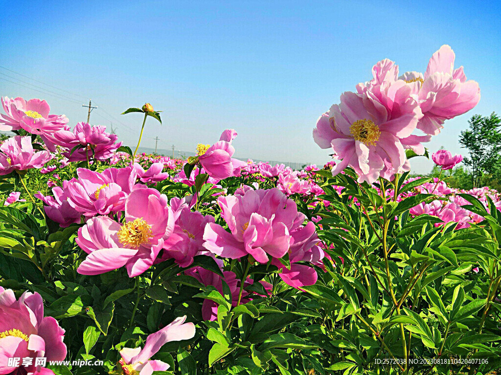 芍药花开