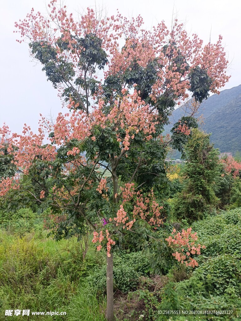 野花