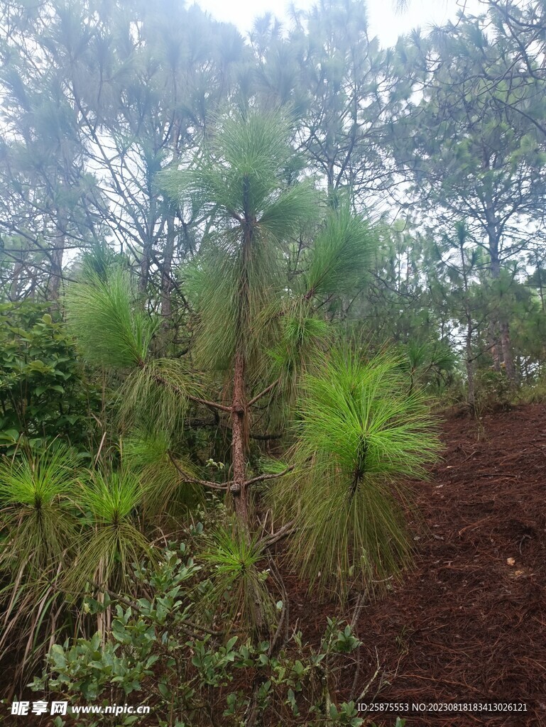 松树