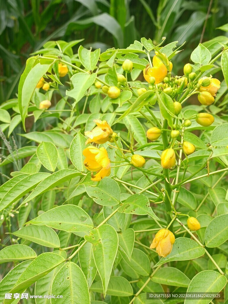 黄花
