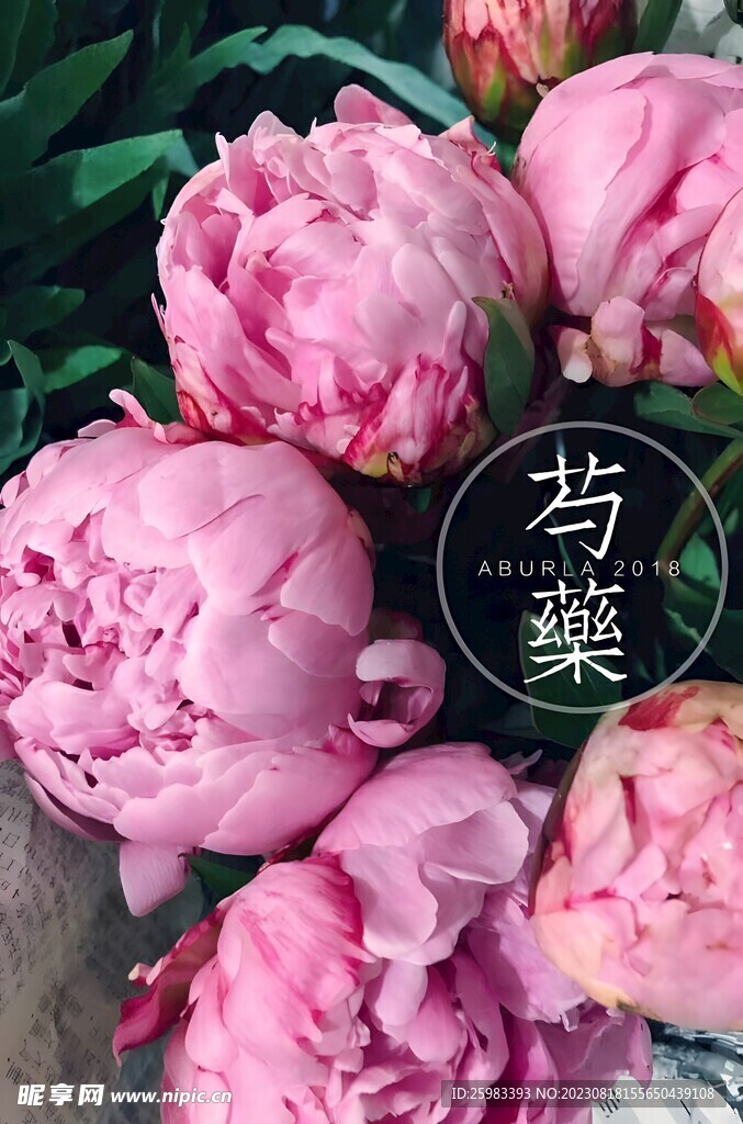 牡丹