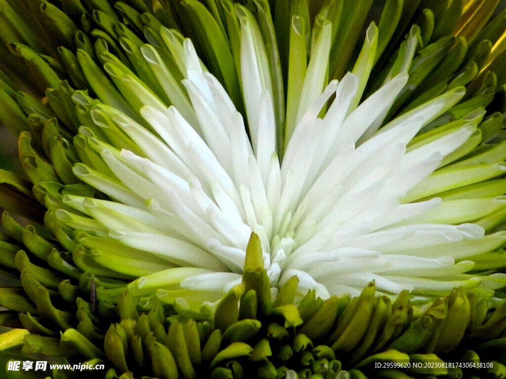 雏菊