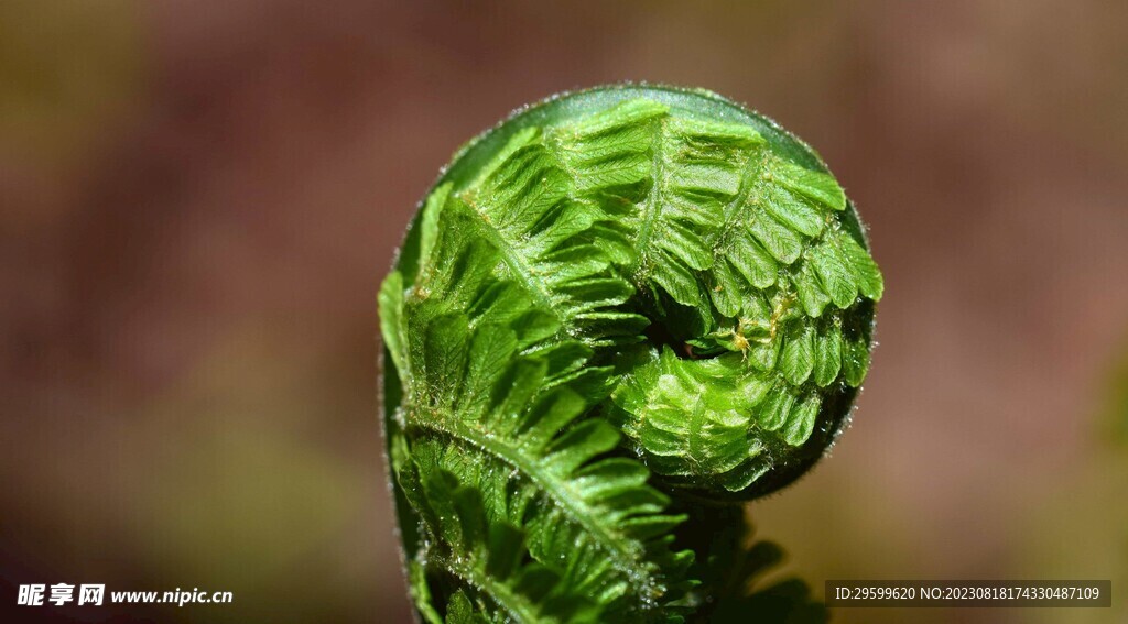 蕨菜