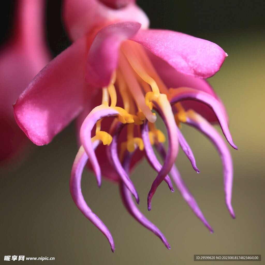 花蕊特写