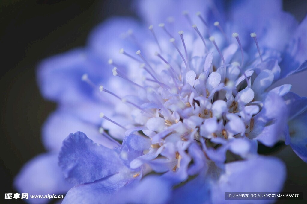 蓝盆花