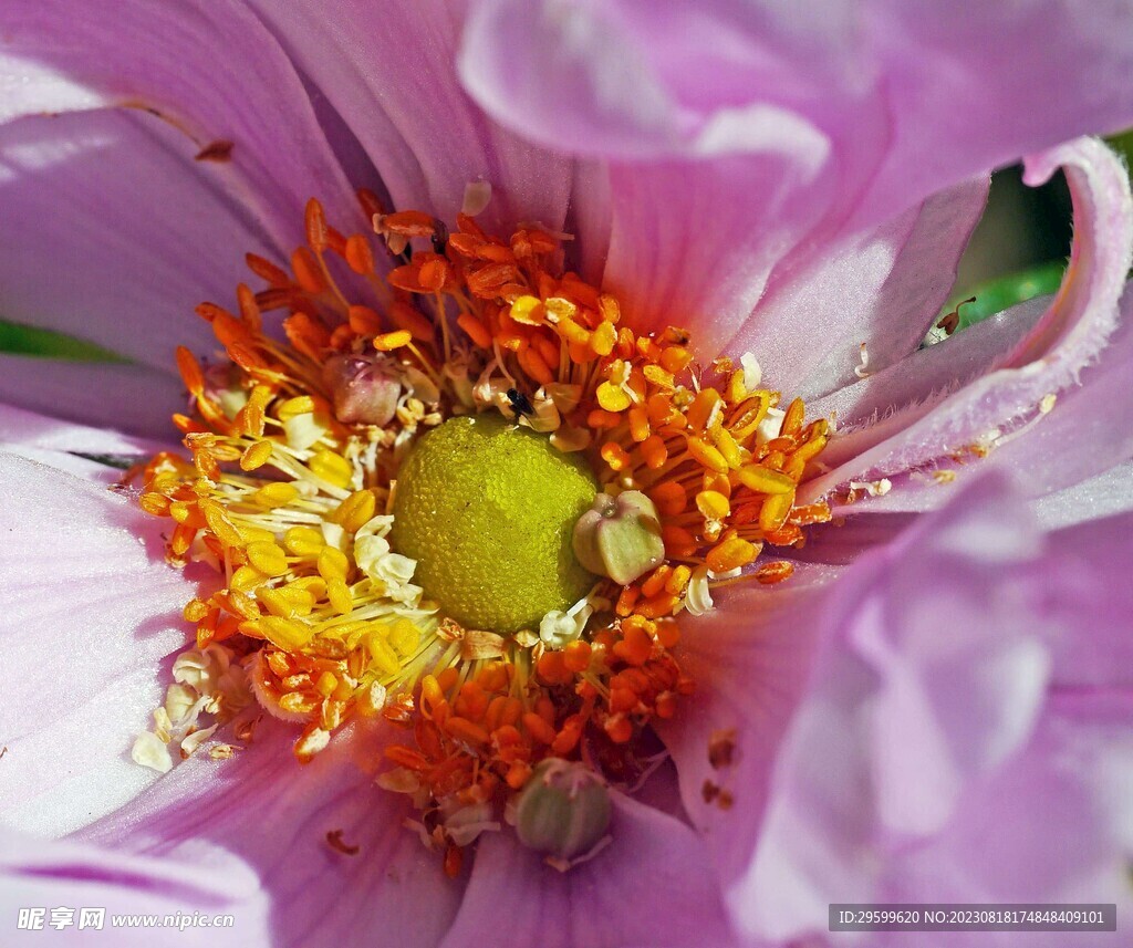 芍药