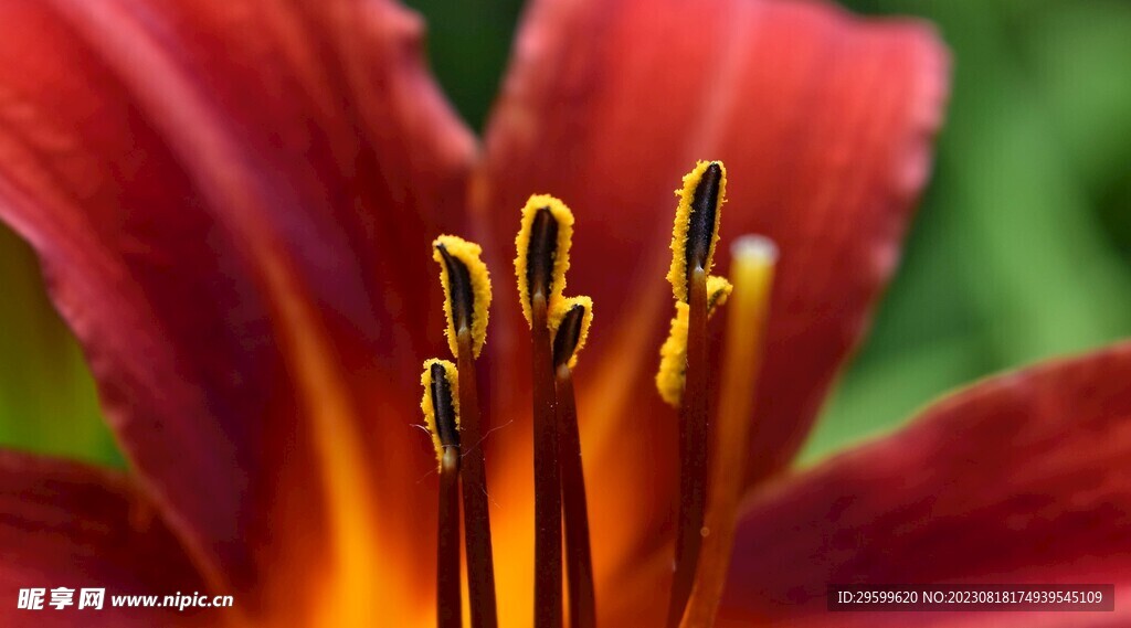 萱草