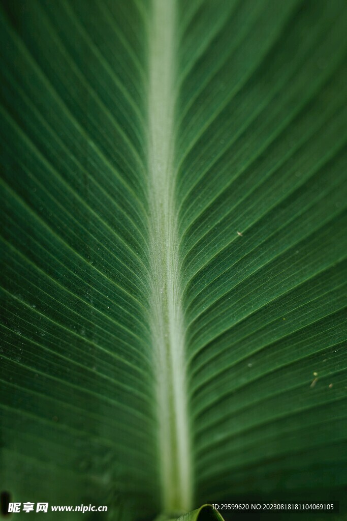 树叶纹理