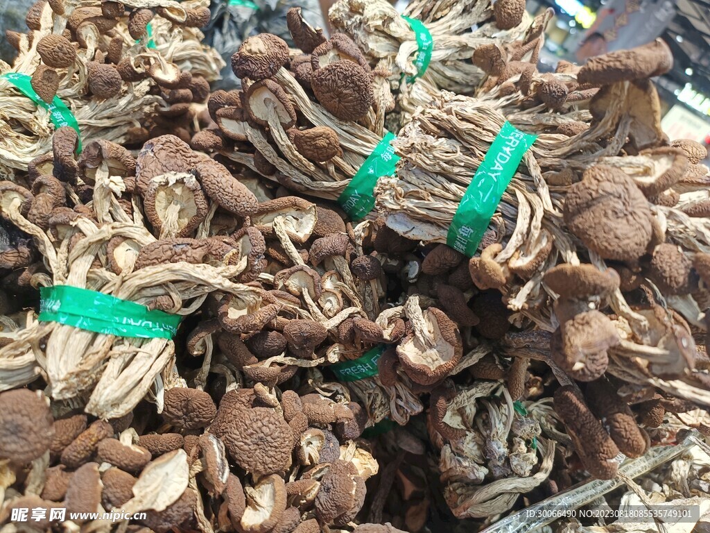 茶树菇 