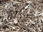 茶树菇 