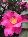 山茶花