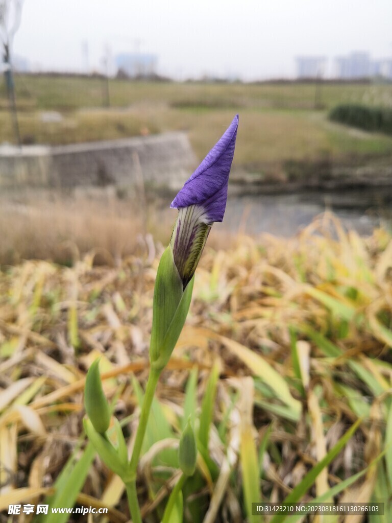 鸢尾花