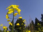 油菜花