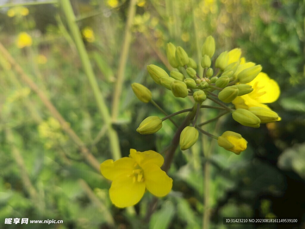 油菜花