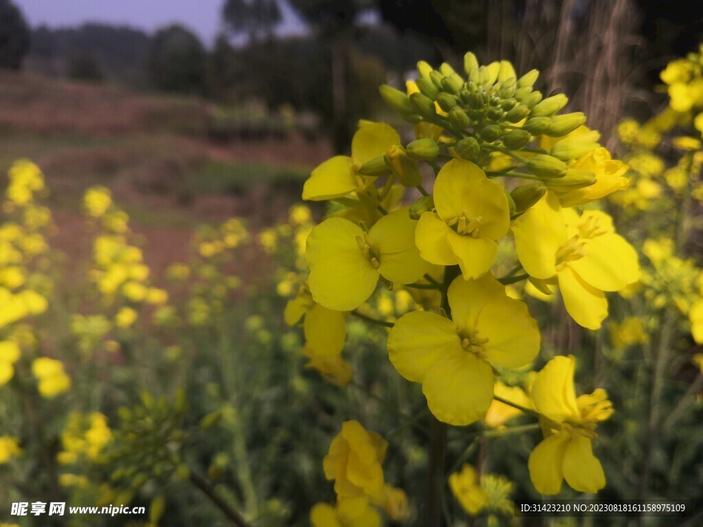 油菜花