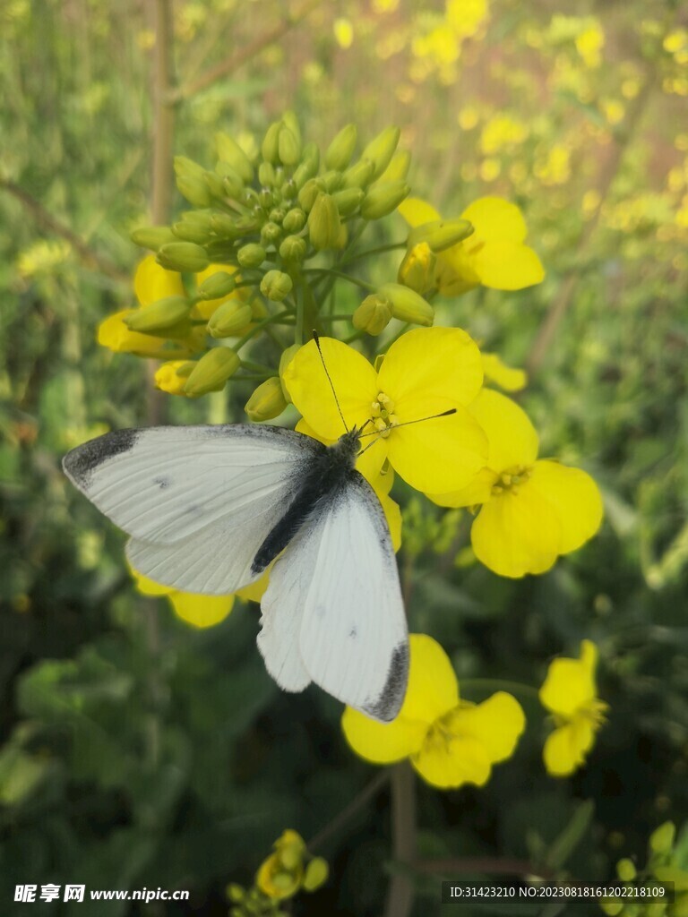 油菜花