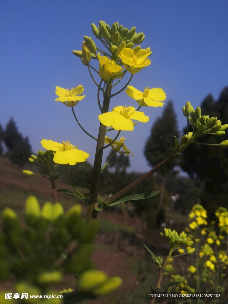 油菜花