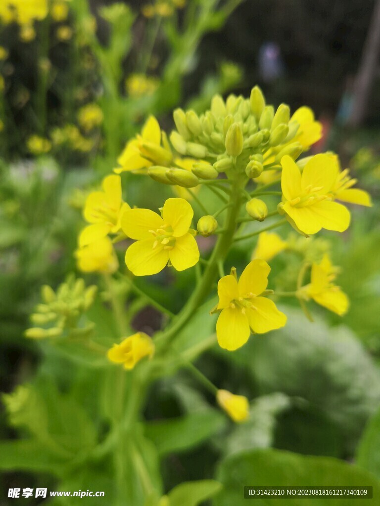 油菜花