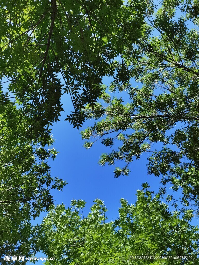 树叶 蓝天 夏天 