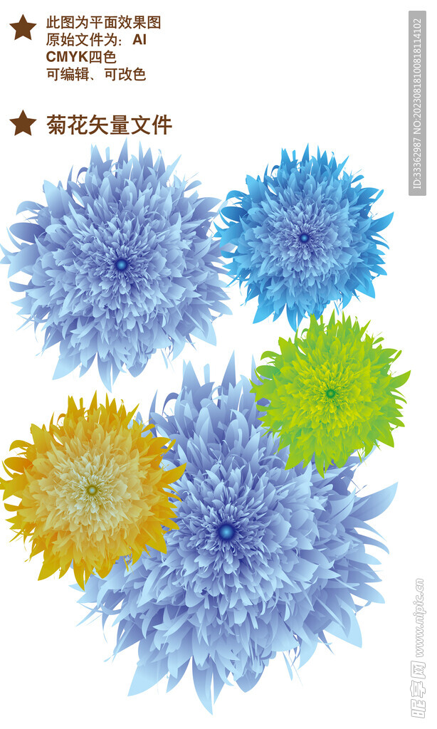 菊花矢量、花