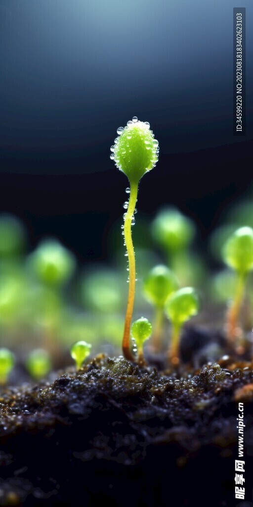 种子发芽
