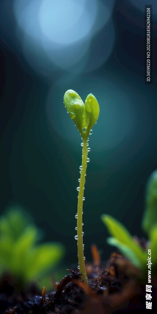 种子发芽