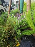 路边植物