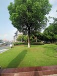 公园草地