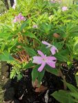 凤仙花  
