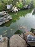 小溪金鱼