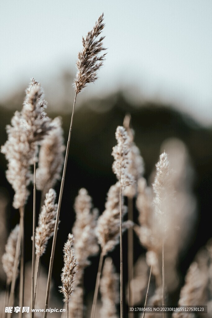 野草