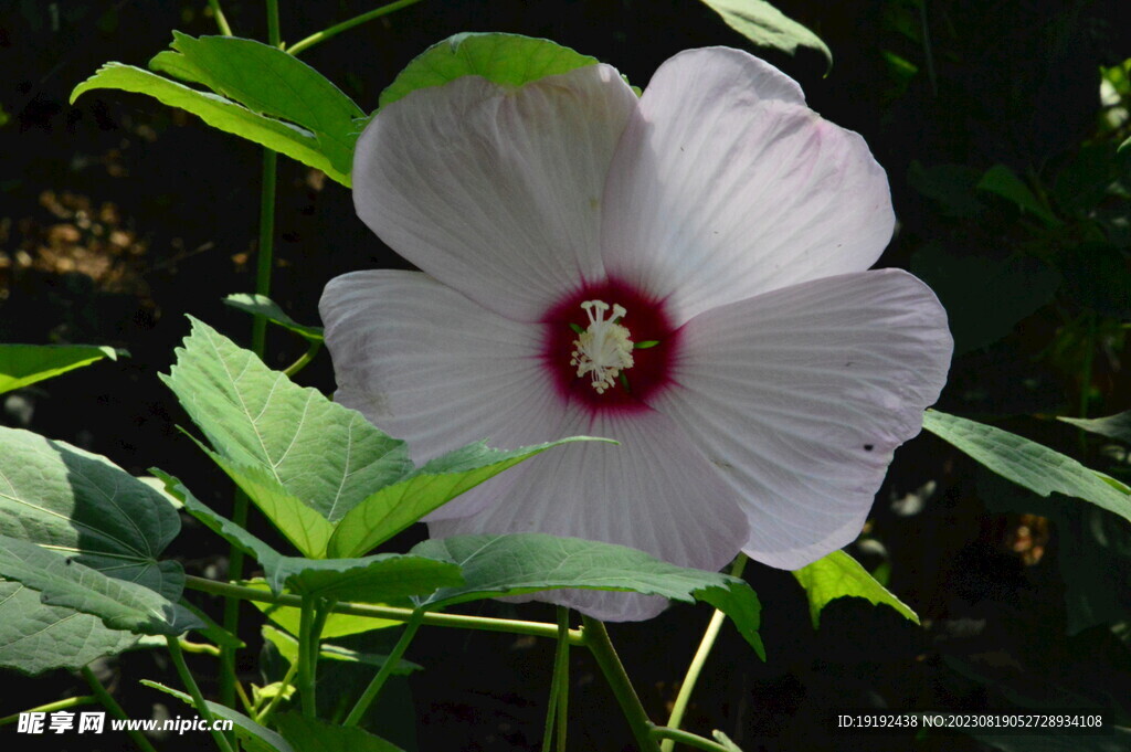 芙蓉葵 