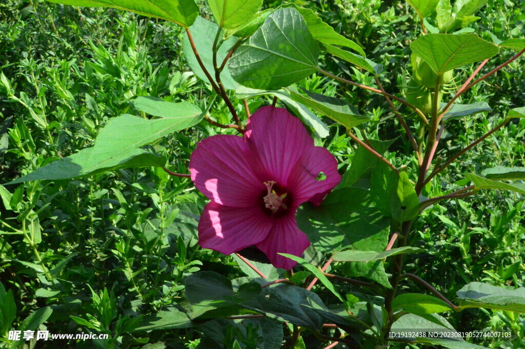 芙蓉葵