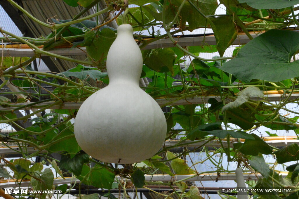 葫芦