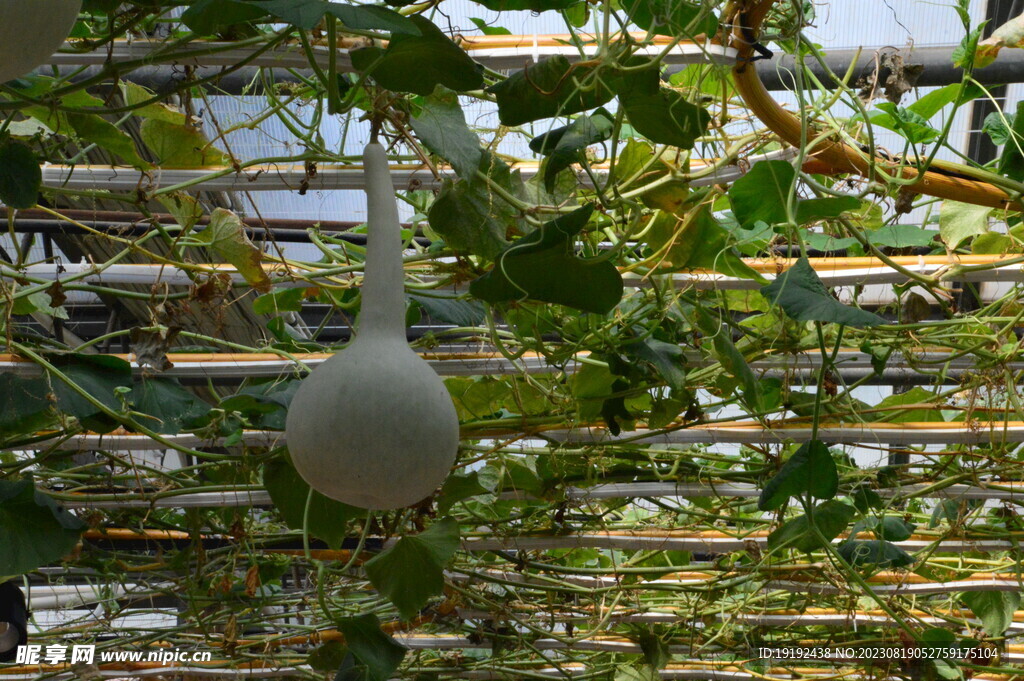 葫芦 