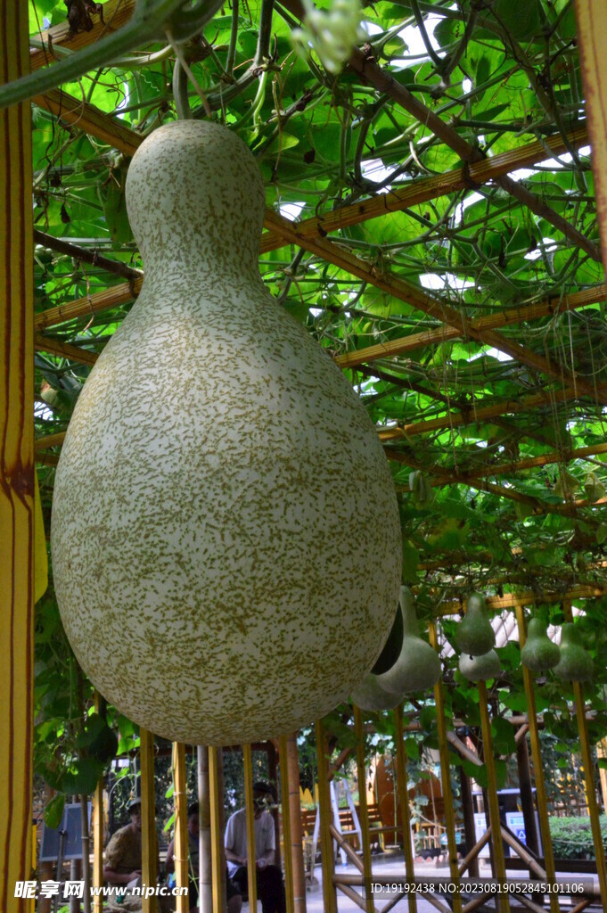 葫芦