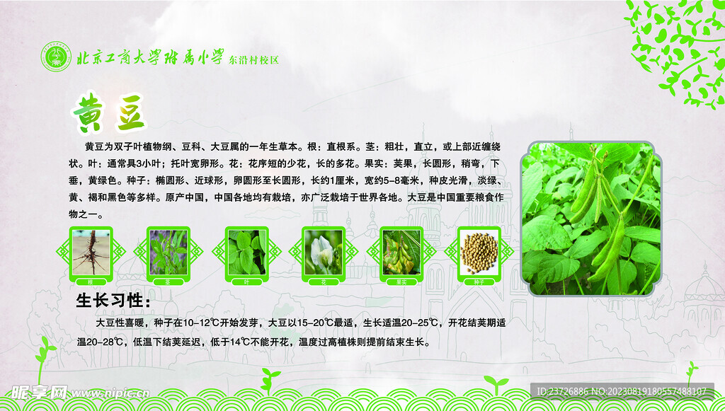 黄豆  