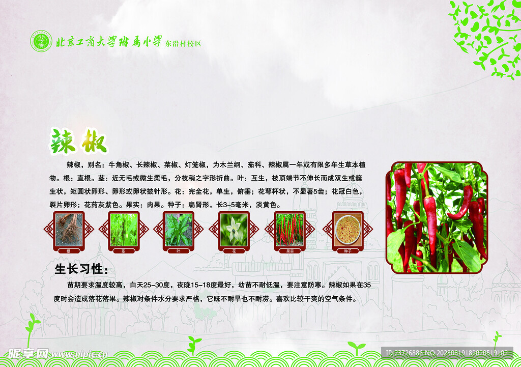辣椒